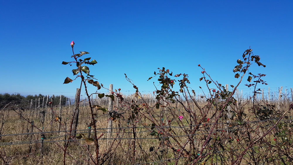 Die Rosen blühen schon