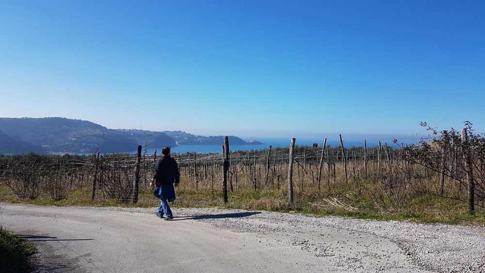 Blick auf Piran, vor uns Strunjan