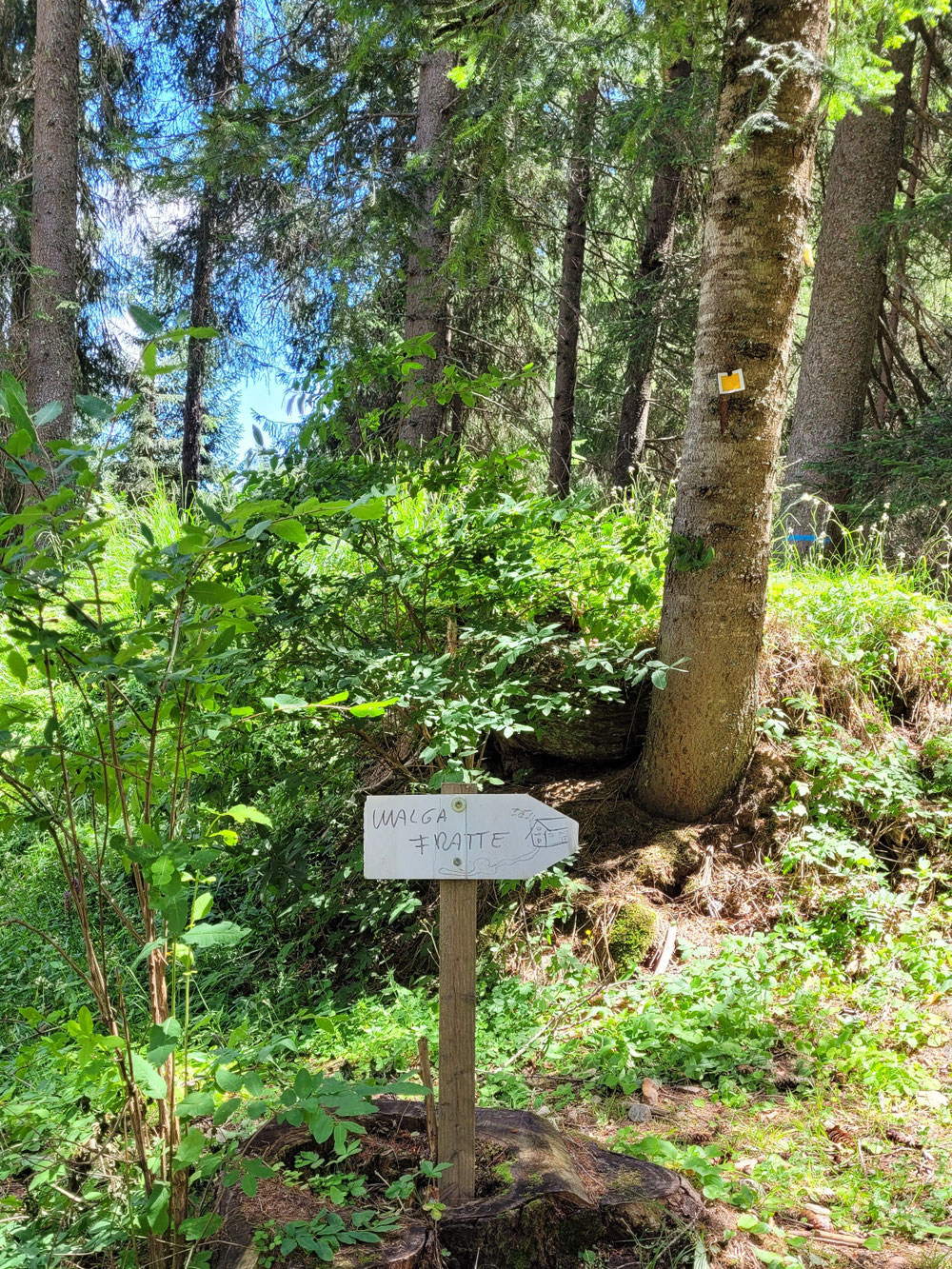 Wieder zur Malga Fratte aber ein anderer Weg