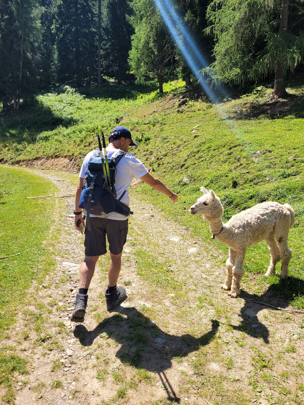 Alpaka bei der mittleren Hütte, eingekehrt wird erst beim Rückweg