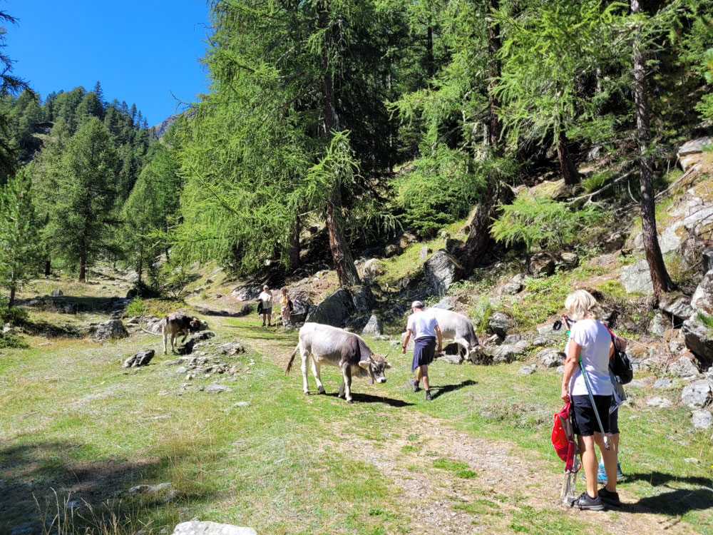 Wanderung zur Kuppelwieser Alm