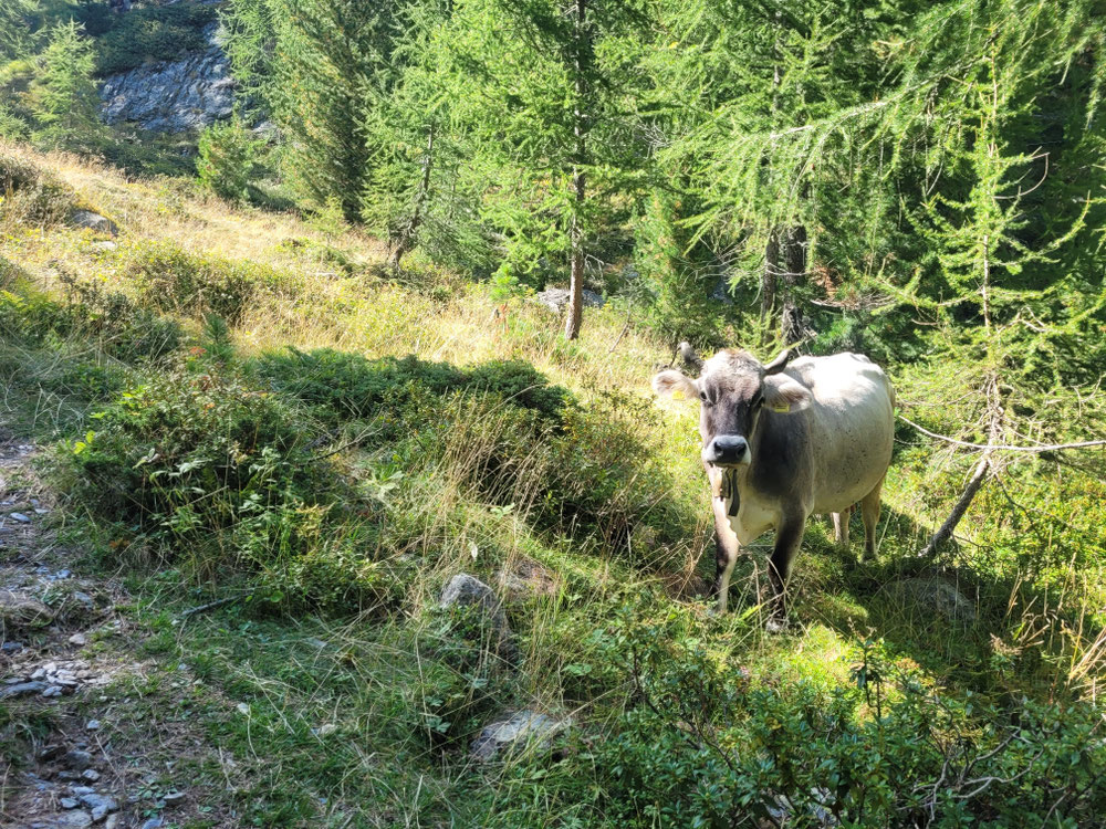 Kühe kreuzen unseren Weg