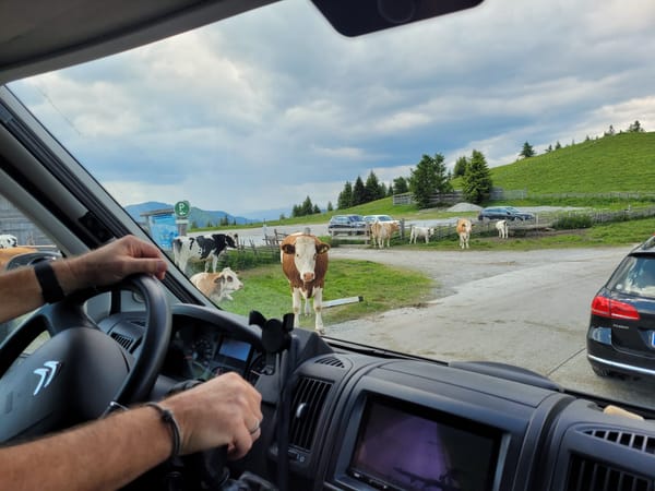 17.06.23 Unter Kühen